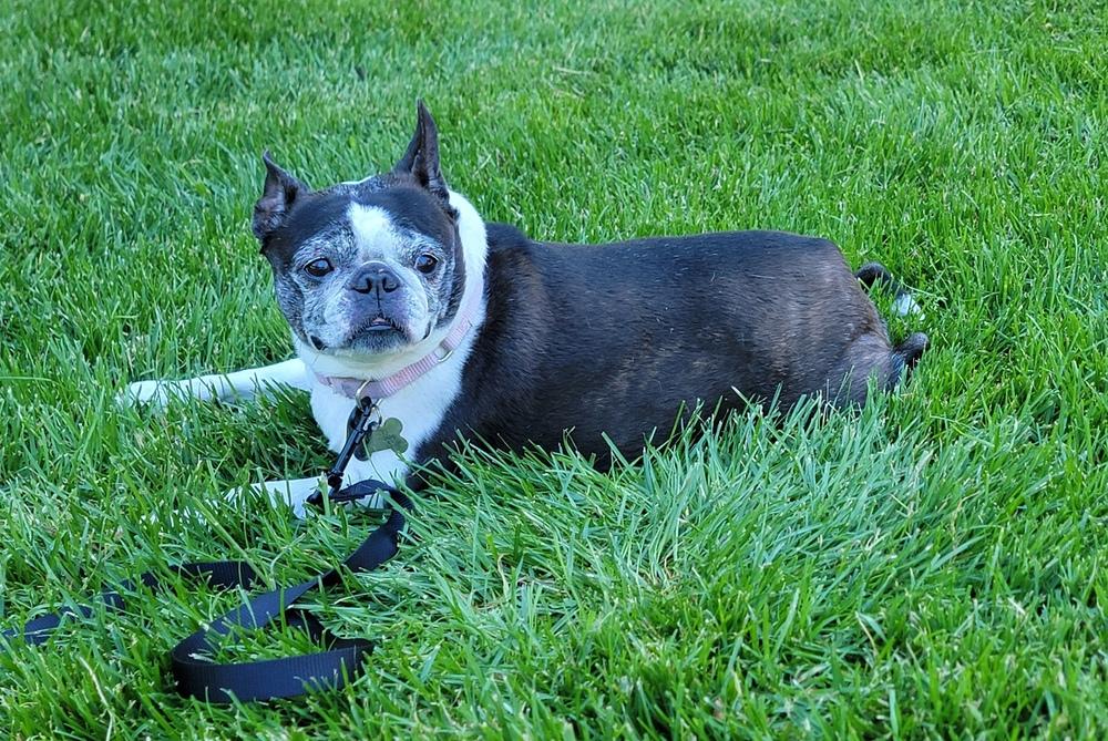 Enlarge Kira, a Adoptable Boston Terrier in Rathdrum, ID image 2/5