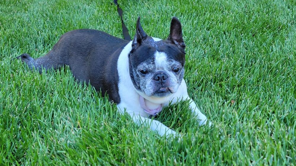Enlarge Kira, a Adoptable Boston Terrier in Rathdrum, ID image 3/5