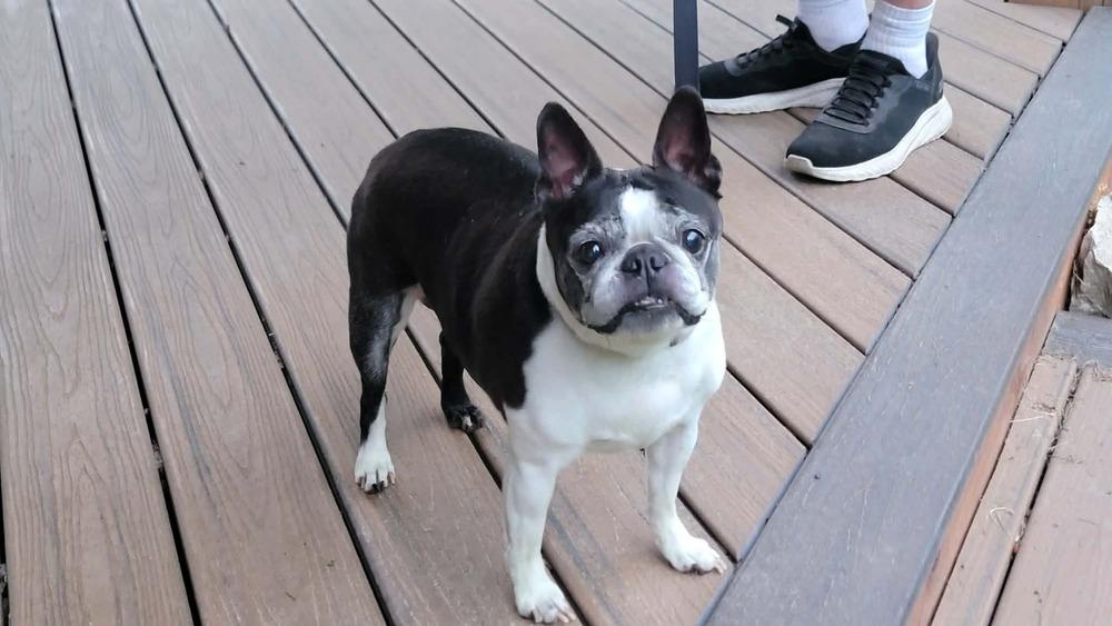 Enlarge Kira, a Adoptable Boston Terrier in Rathdrum, ID image 4/5