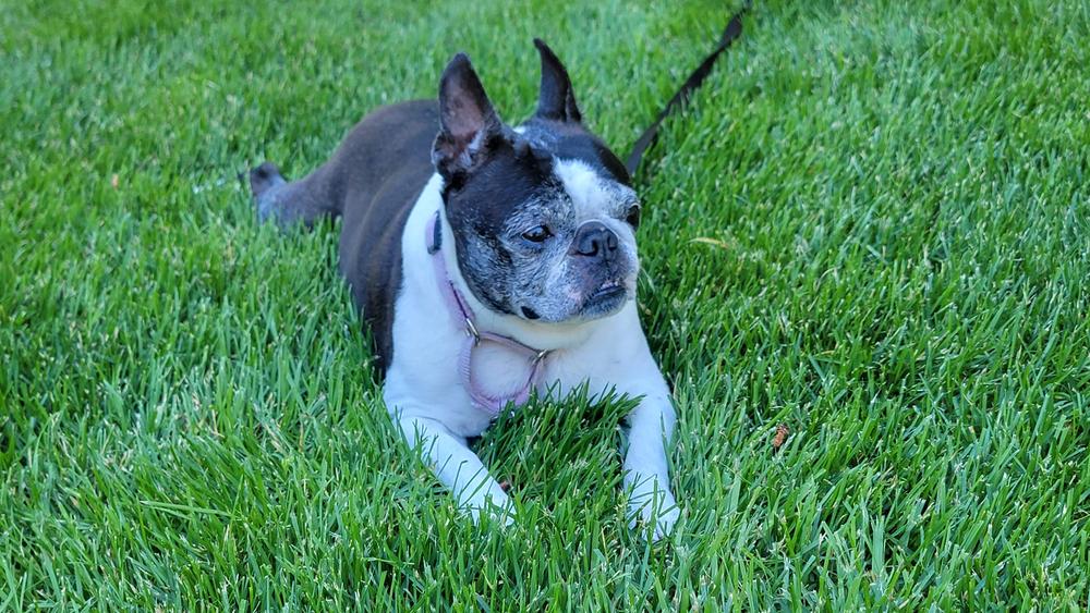 Enlarge Kira, a Adoptable Boston Terrier in Rathdrum, ID image 5/5