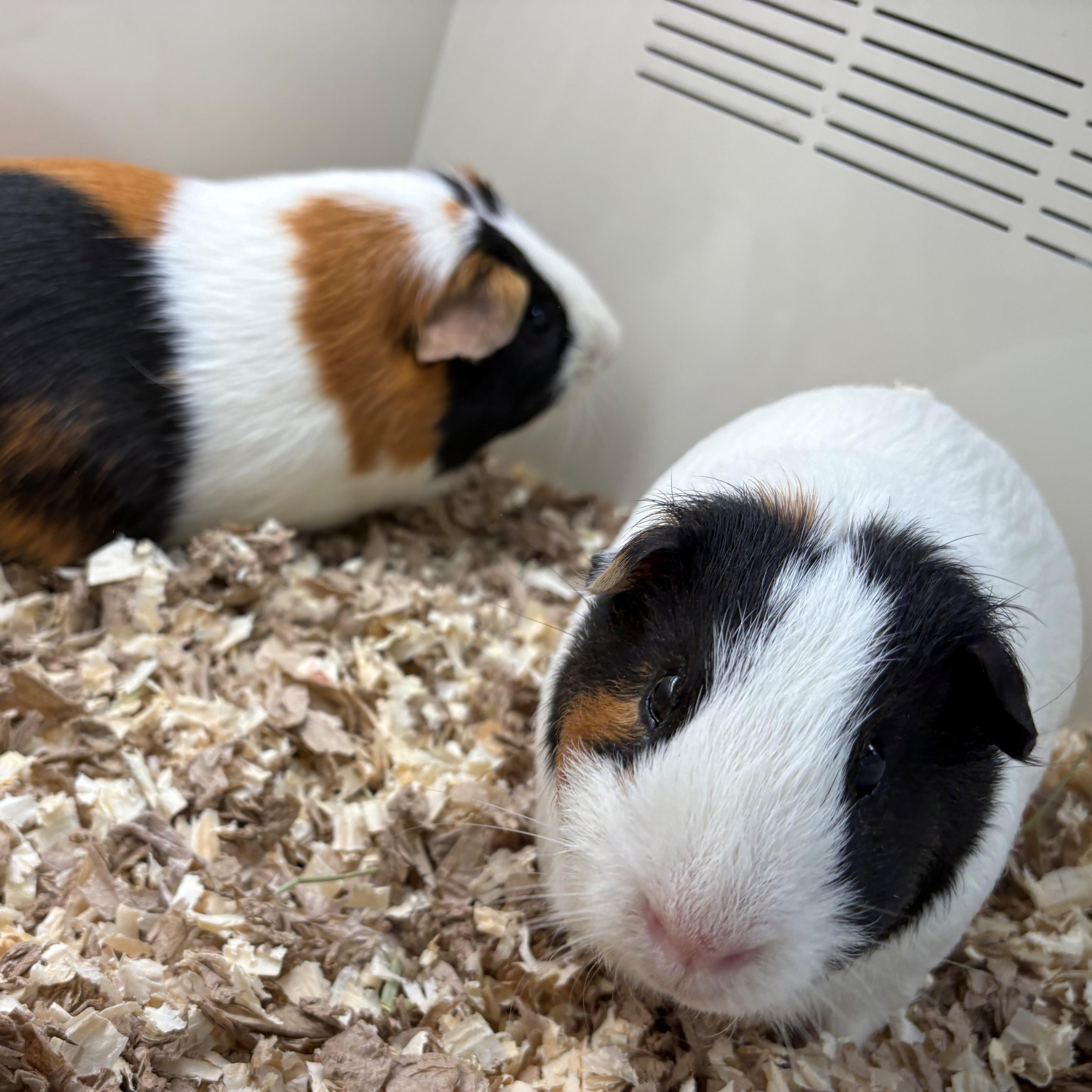 Enlarge Chase & Marshall- #49818 & #49820, a Adoptable Guinea Pig in Columbia, MD image 1/1