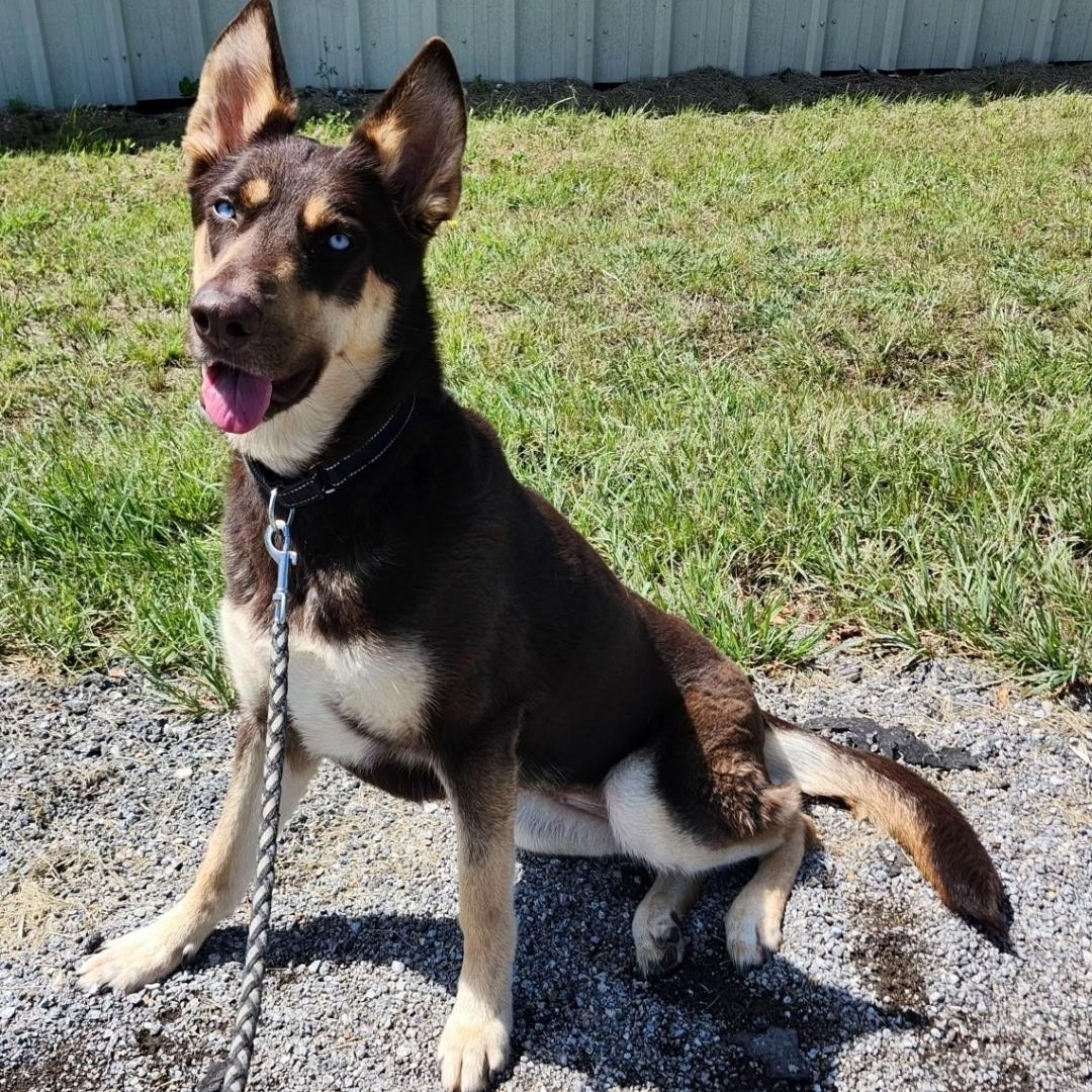 AMARA, a Adoptable mixed breed in Weatherford, TX image 3/6