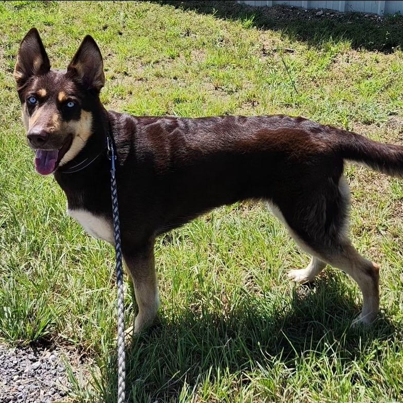 AMARA, a Adoptable mixed breed in Weatherford, TX image 4/6