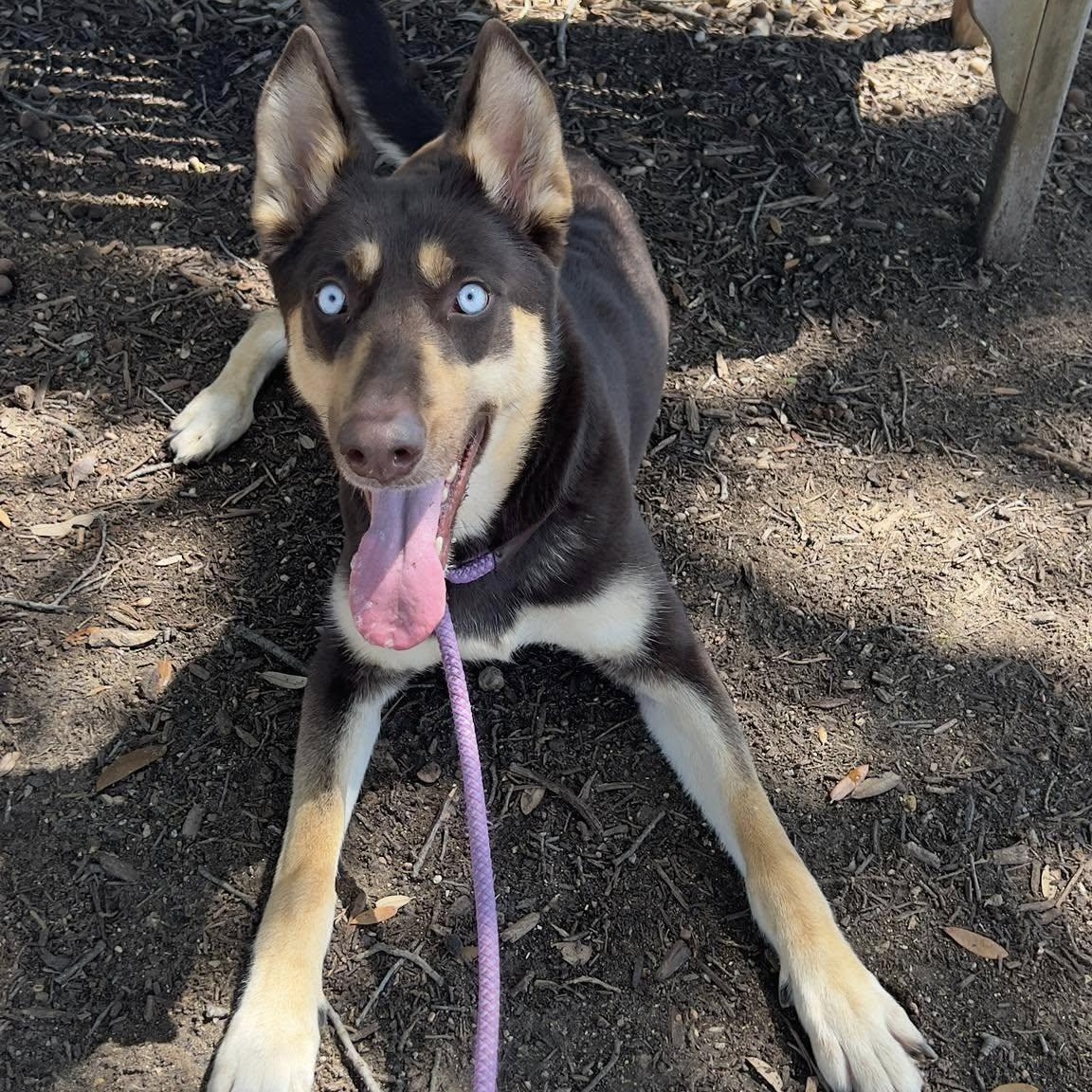 AMARA, a Adoptable mixed breed in Weatherford, TX image 5/6