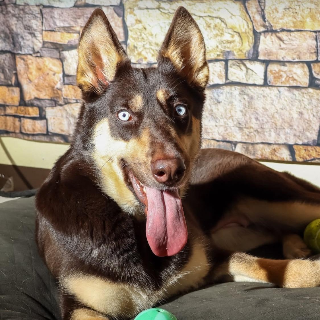 AMARA, a Adoptable mixed breed in Weatherford, TX image 1/6