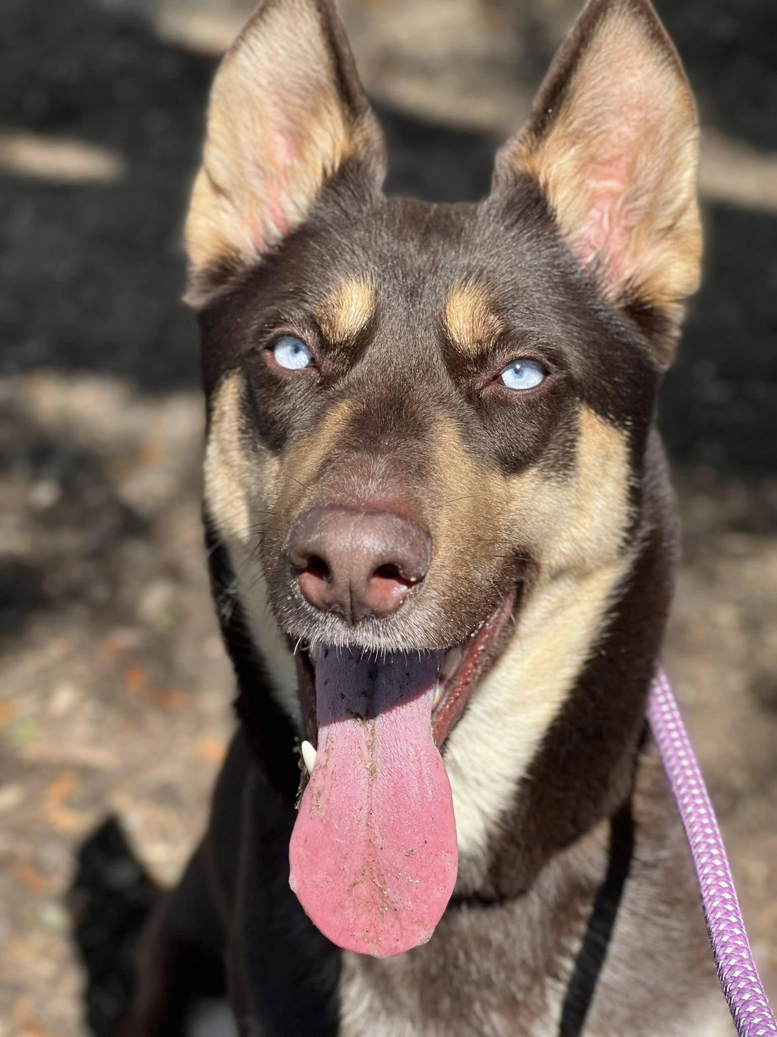 AMARA, a Adoptable mixed breed in Weatherford, TX image 2/6