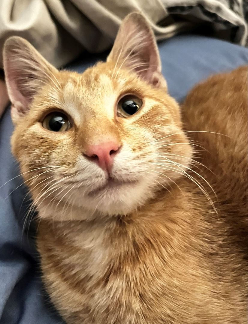 Raphael, Adopted, Young Male Domestic Short Hair.