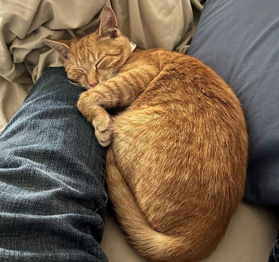 Enlarge Raphael, a Adopted Domestic Short Hair in Smyrna, DE image 2/6