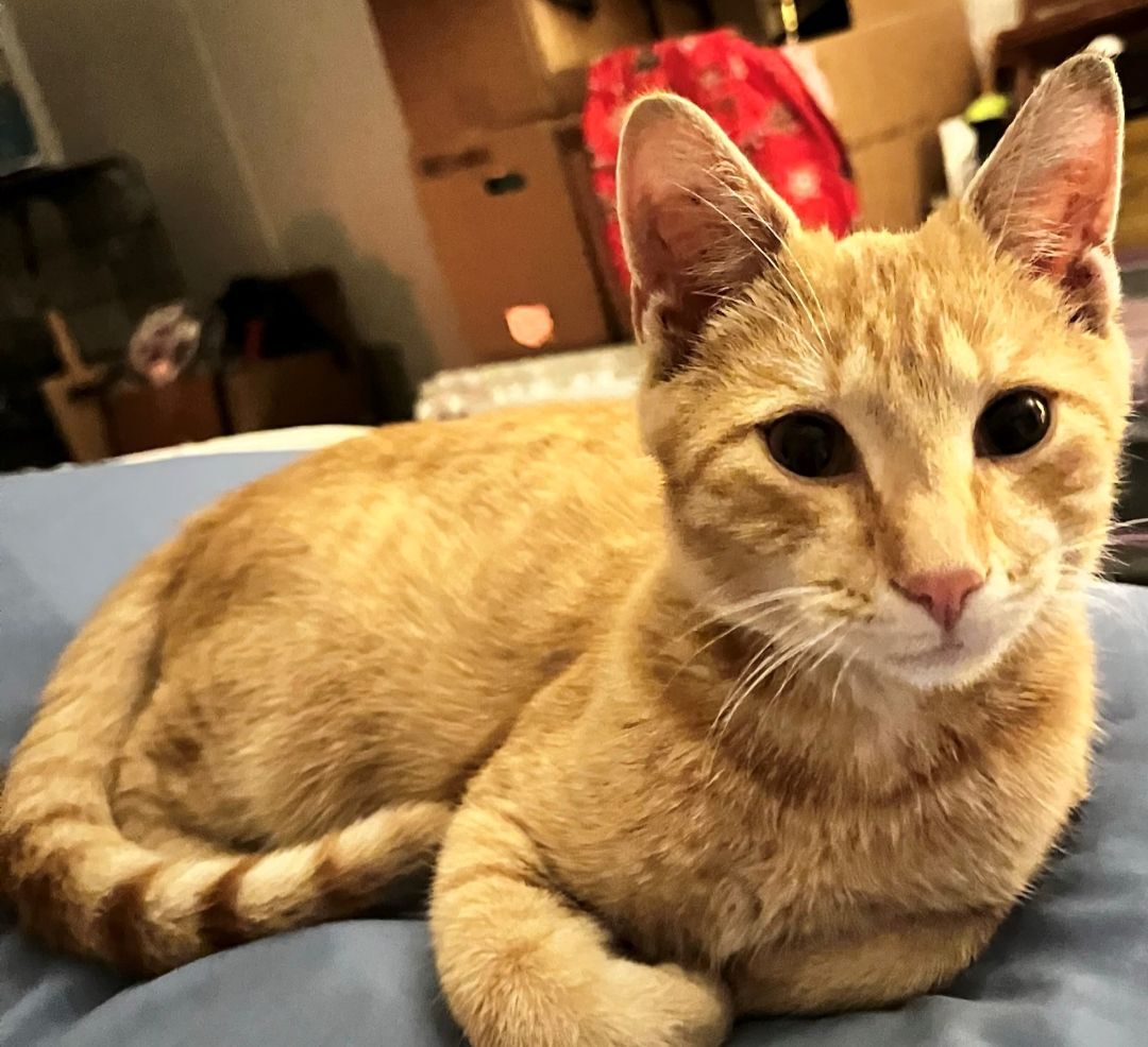 Enlarge Raphael, a Adopted Domestic Short Hair in Smyrna, DE image 3/6