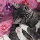 Enlarge Thumbprint, a Adoptable Domestic Short Hair in Pittsburgh, PA image 1/1