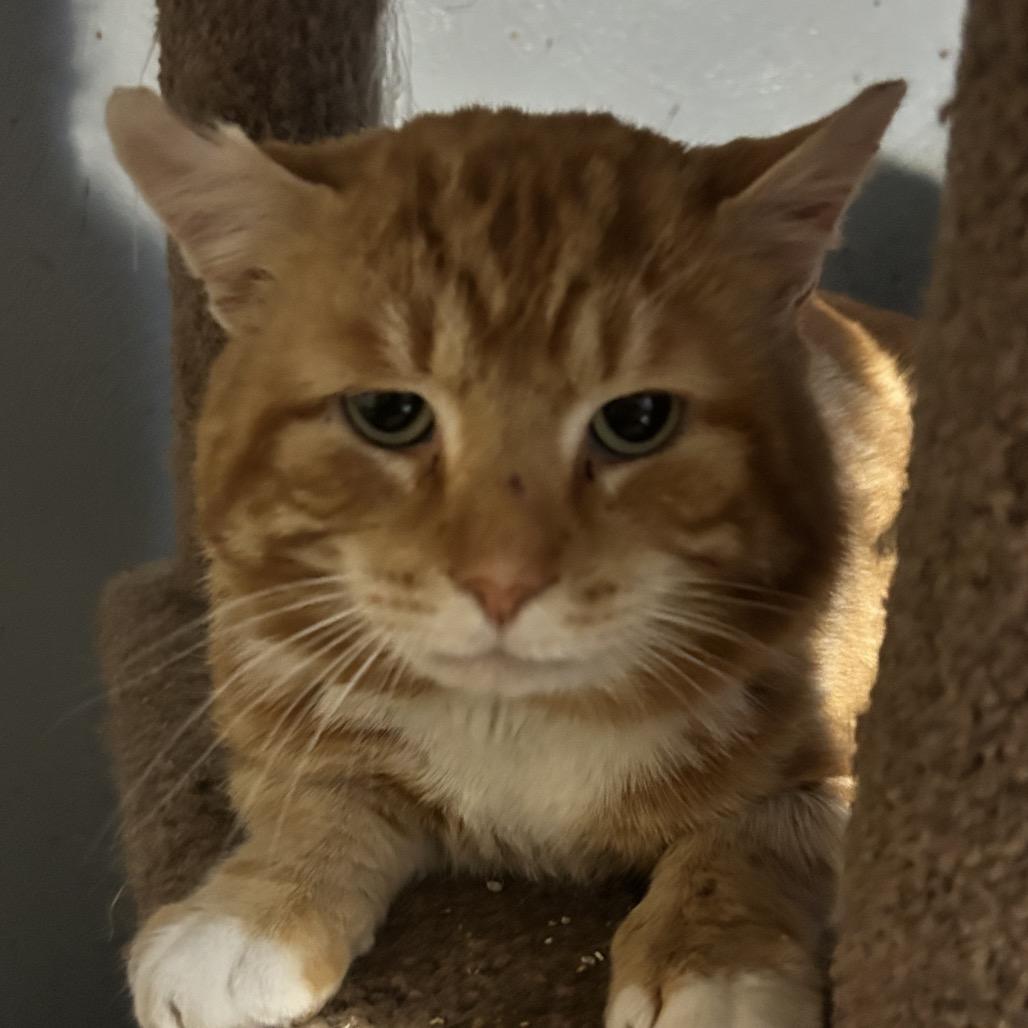 Max, Adoptable, Adult Male Domestic Short Hair.