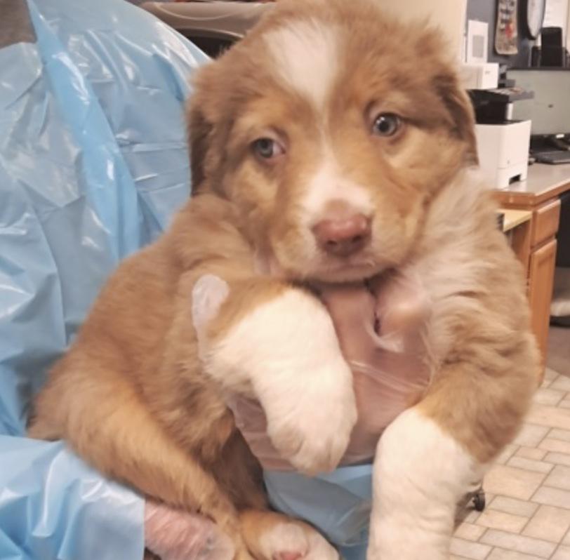 Boone - Adopted | Petfinder