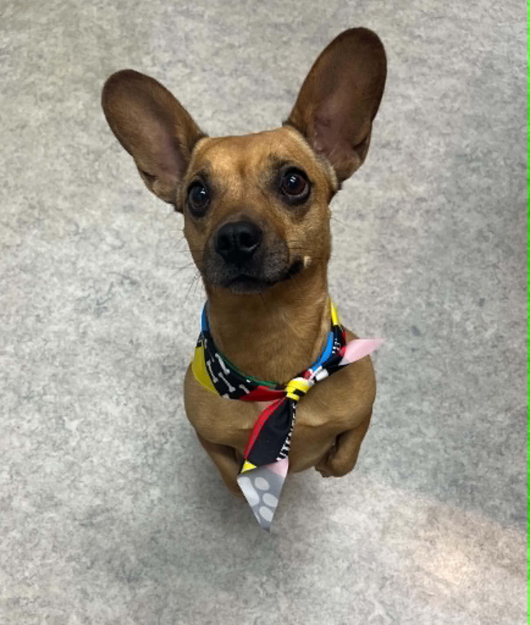 Bayleigh, a ADOPTABLE mixed breed in Shawnee Mission, KS image 4/4