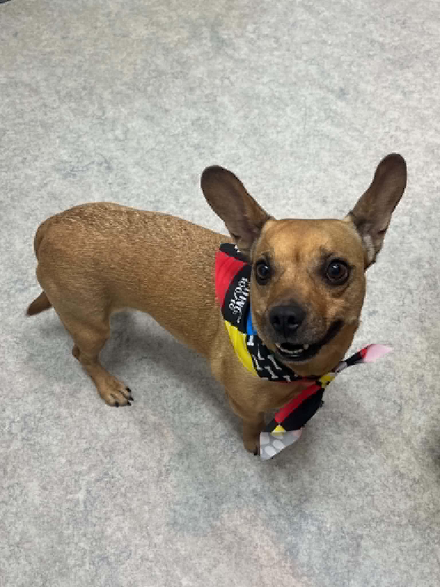 Bayleigh, a ADOPTABLE mixed breed in Shawnee Mission, KS image 3/4