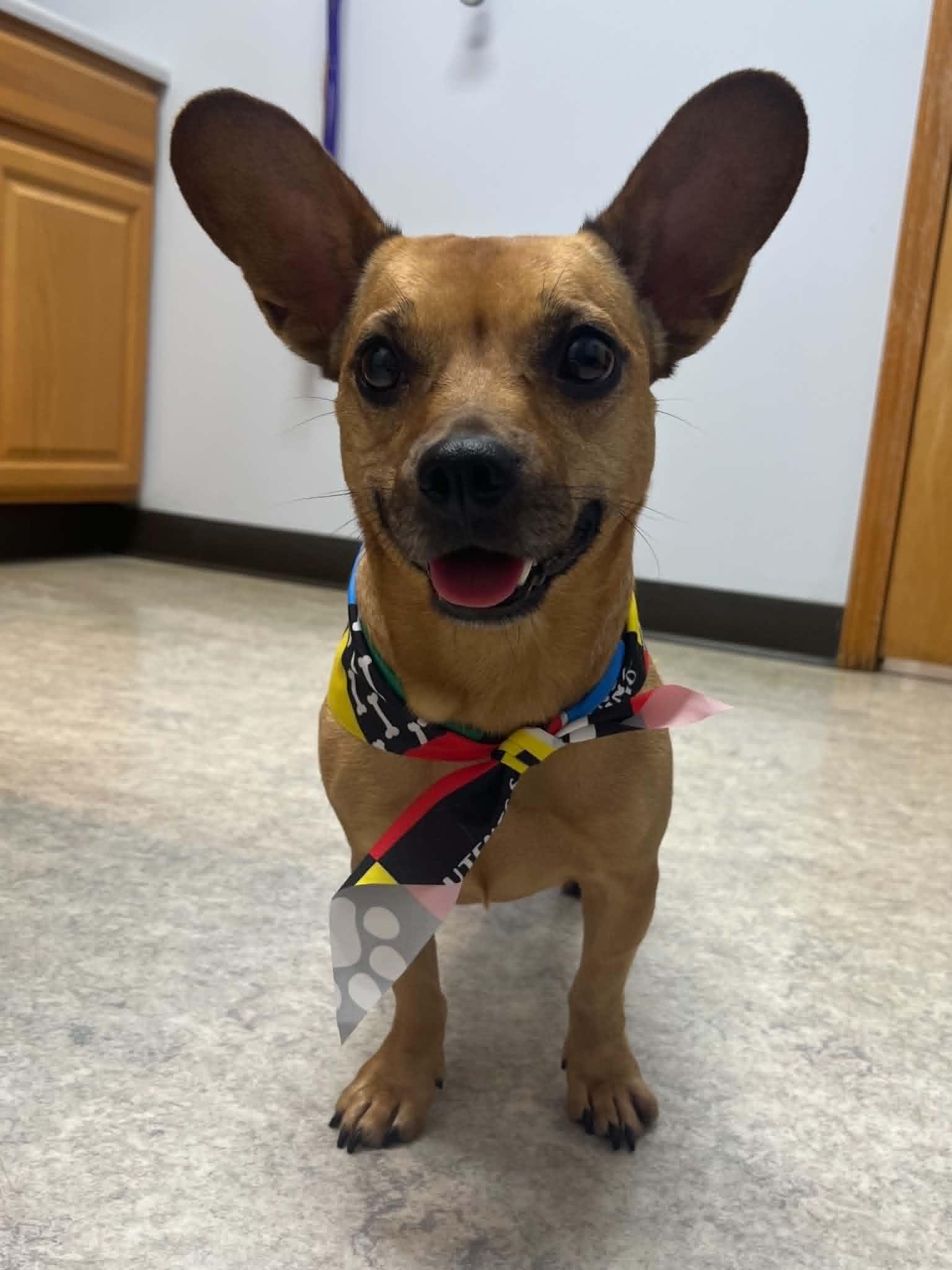 Bayleigh, a ADOPTABLE mixed breed in Shawnee Mission, KS image 1/4