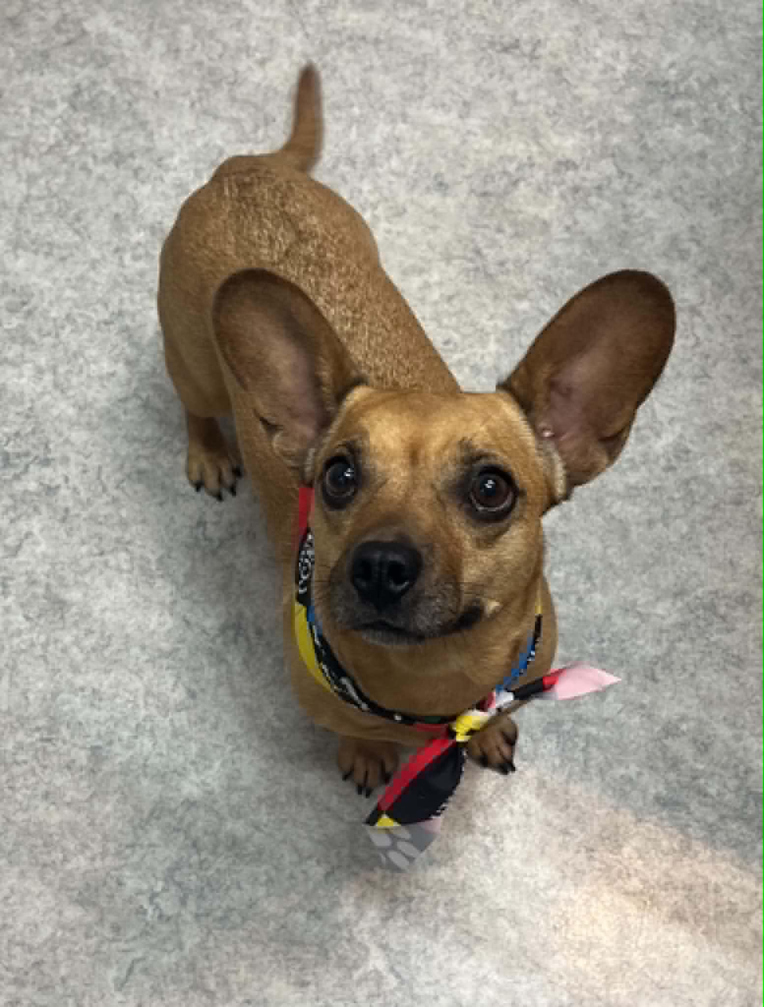 Bayleigh, a ADOPTABLE mixed breed in Shawnee Mission, KS image 2/4