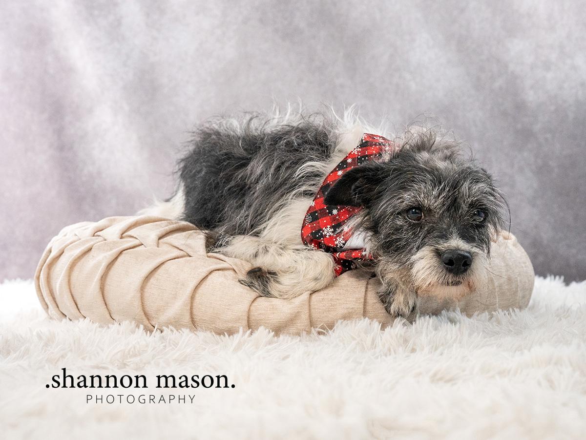 Scout photo 3