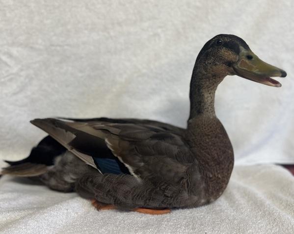 Lipton, Adoptable, Adult Male Duck.