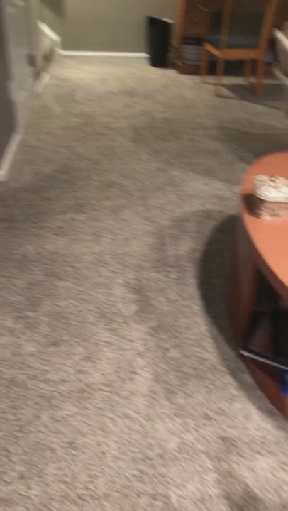 Enlarge Kobie, a Adopted English Setter in Raleigh, NC video 6/11