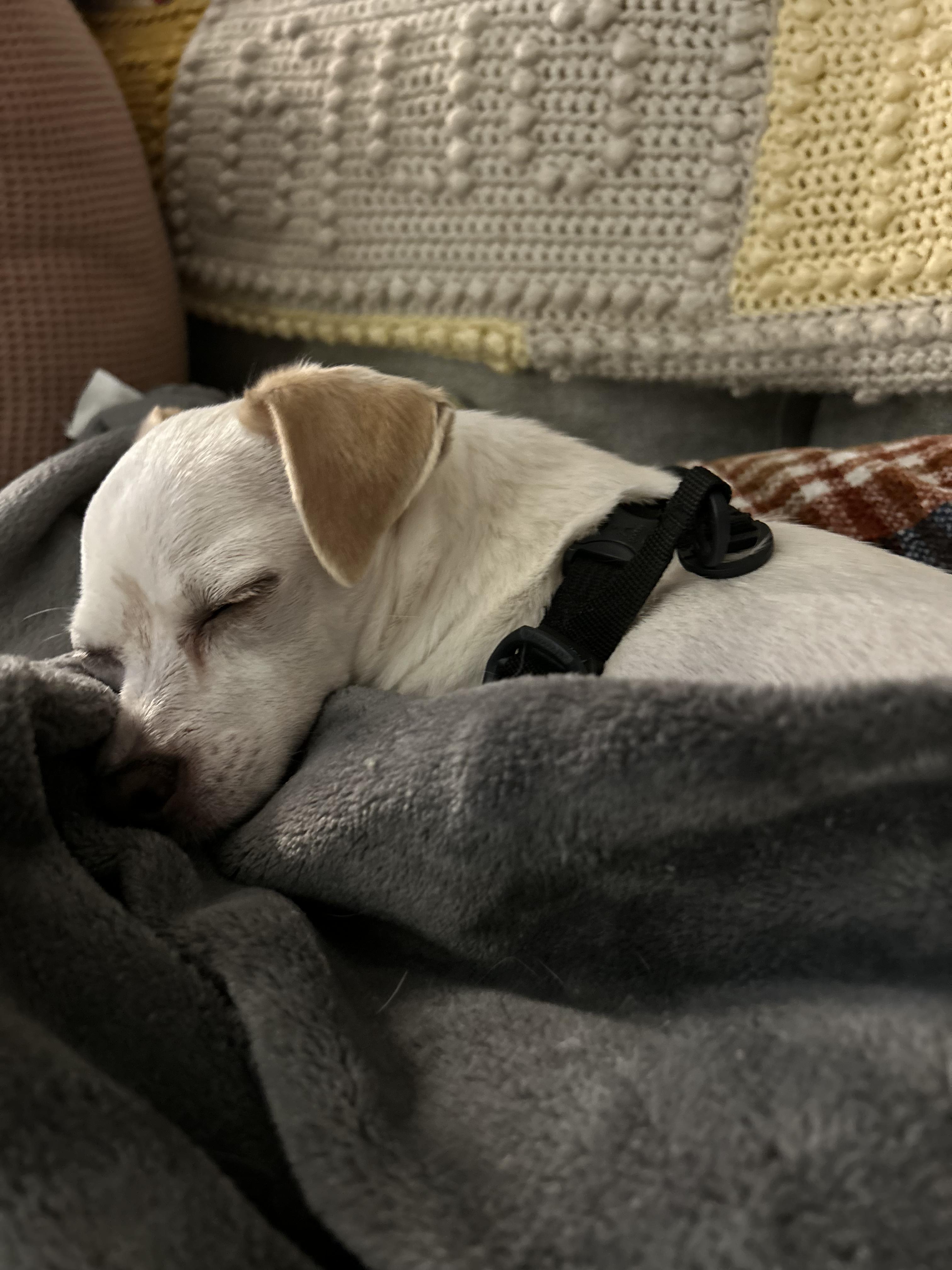 Enlarge Casey, an adopted mixed breed in Silvana, WA image 3/4