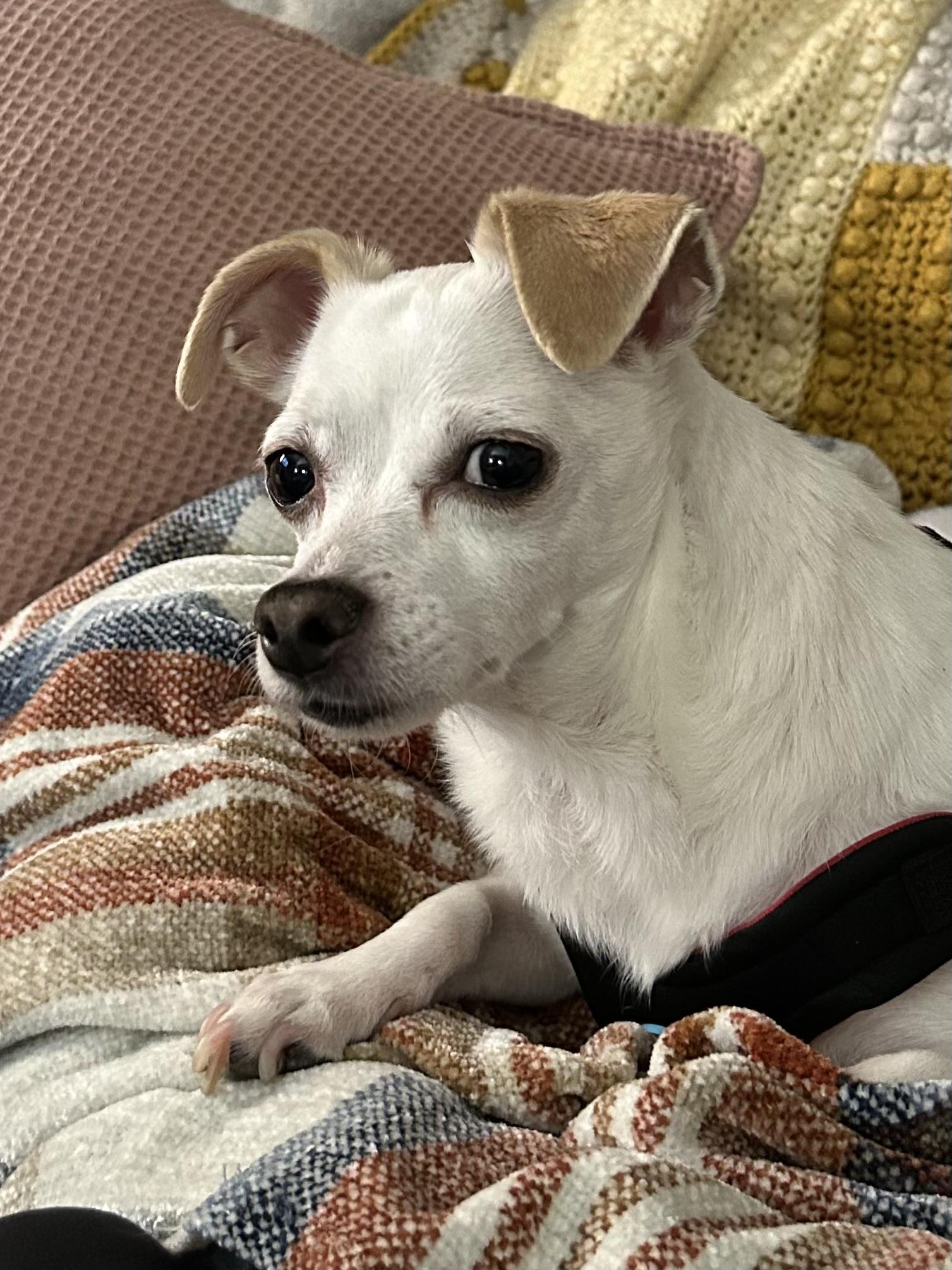 Enlarge Casey, an adopted mixed breed in Silvana, WA image 4/4