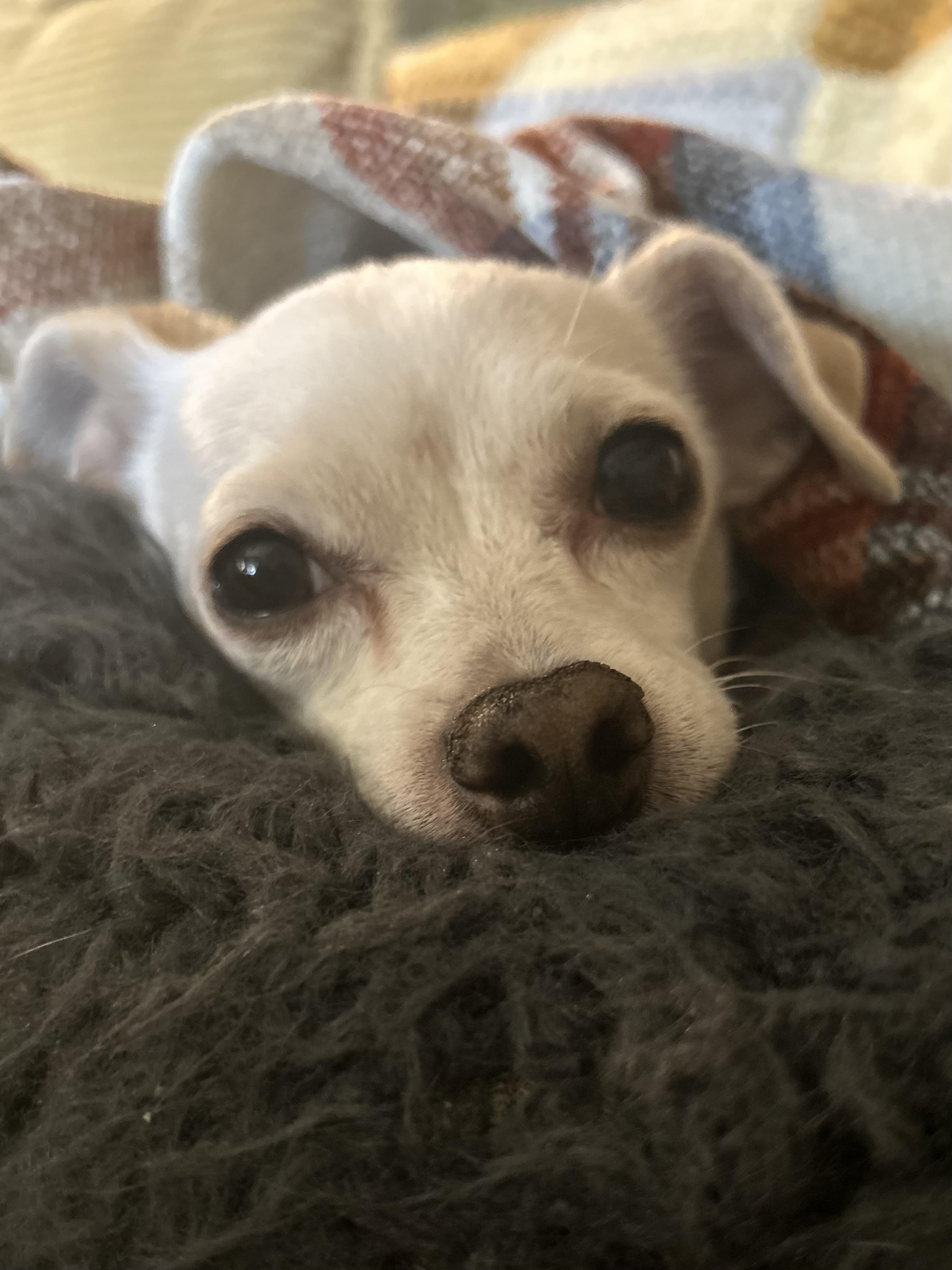 Enlarge Casey, an adopted mixed breed in Silvana, WA image 1/4