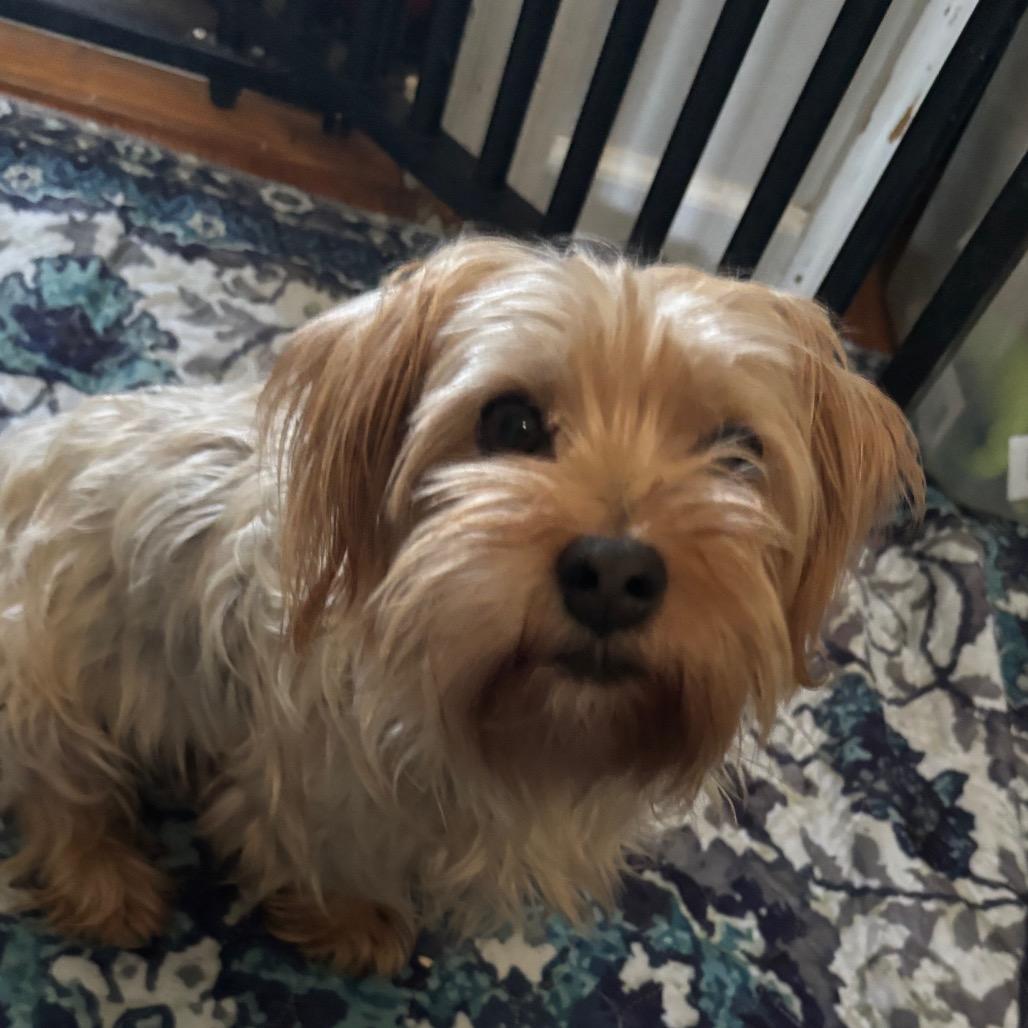 Enlarge Lilo, a Adoptable mixed breed in St. Charles, MO image 1/1