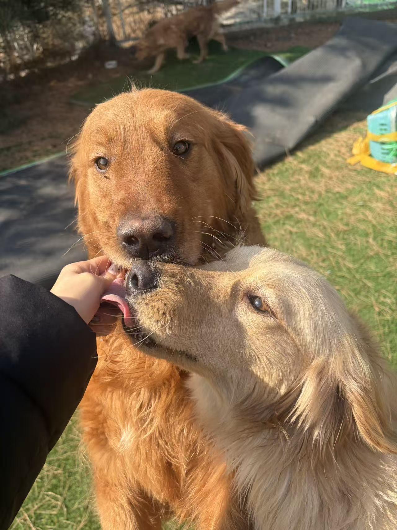 Enlarge Rosie, a ADOPTABLE Golden Retriever in West Hollywood, CA image 4/4