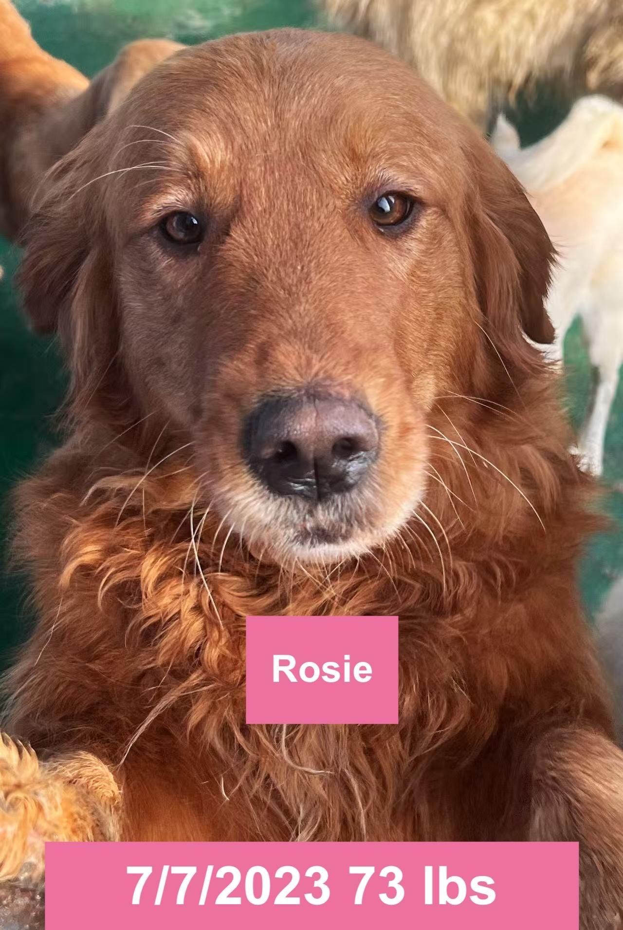 Enlarge Rosie, a ADOPTABLE Golden Retriever in West Hollywood, CA image 1/4