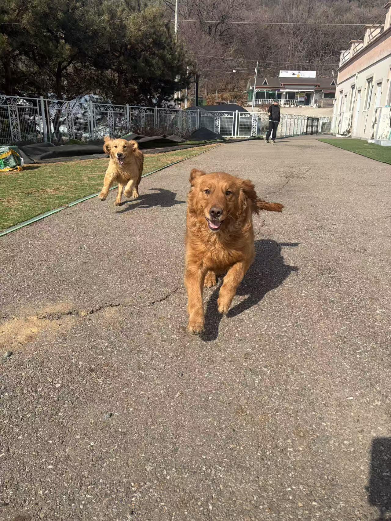 Enlarge Rosie, a ADOPTABLE Golden Retriever in West Hollywood, CA image 2/4