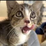 Patrick the Cat, Adoptable, Young Male Domestic Short Hair.