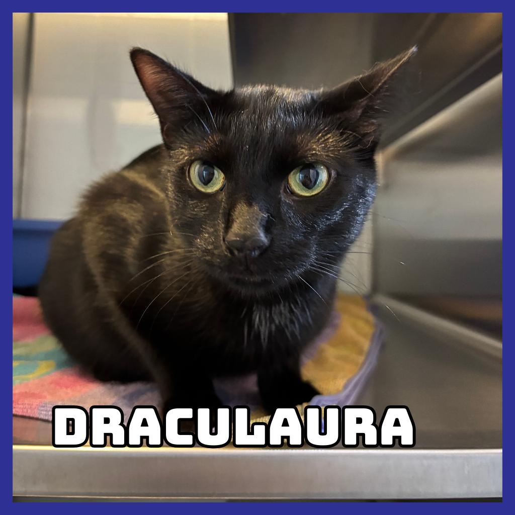Enlarge Draculaura, a Adoptable Domestic Medium Hair in Glenwood, MN image 1/2