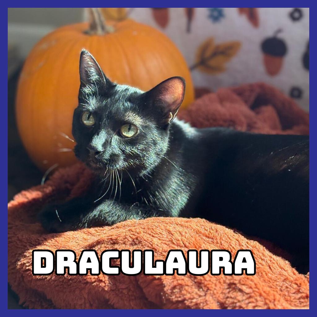Draculaura, a Adoptable Domestic Medium Hair in Glenwood, MN image 2/3
