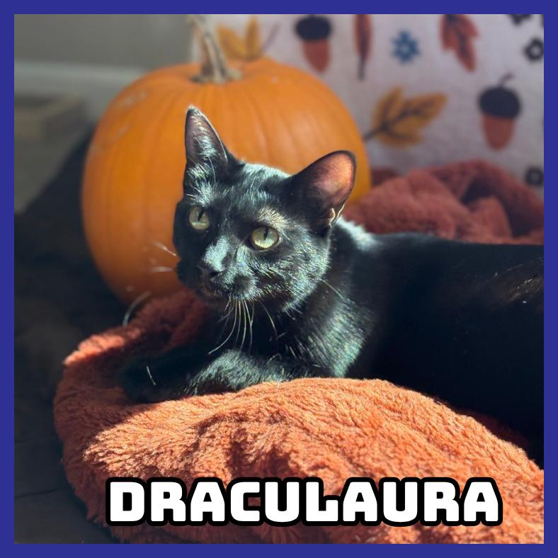 Enlarge Draculaura, a Adoptable Domestic Medium Hair in Glenwood, MN image 2/2