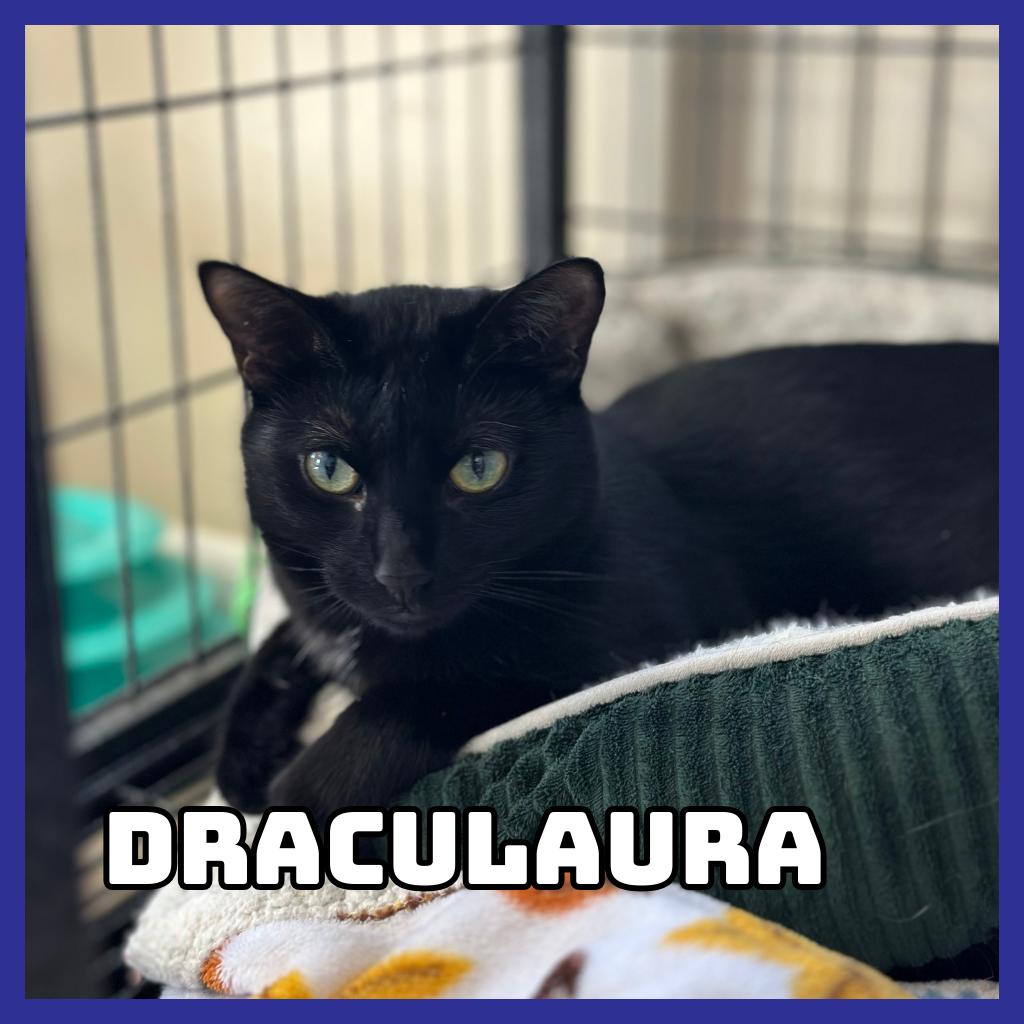 Enlarge Draculaura, a Adoptable Domestic Short Hair in Glenwood, MN image 2/2