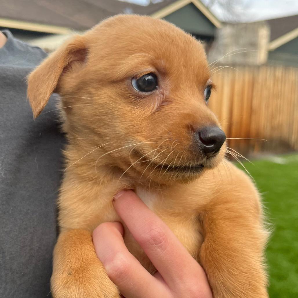 Peach, Adoptable, Puppy Female Chihuahua.