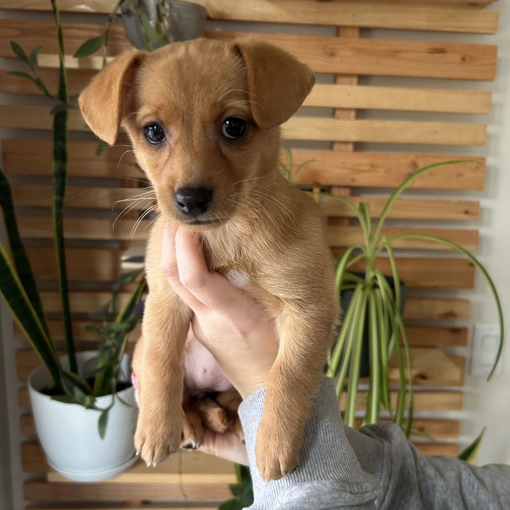 Peach, a Adoptable Chihuahua in Cashmere, WA image 3/4