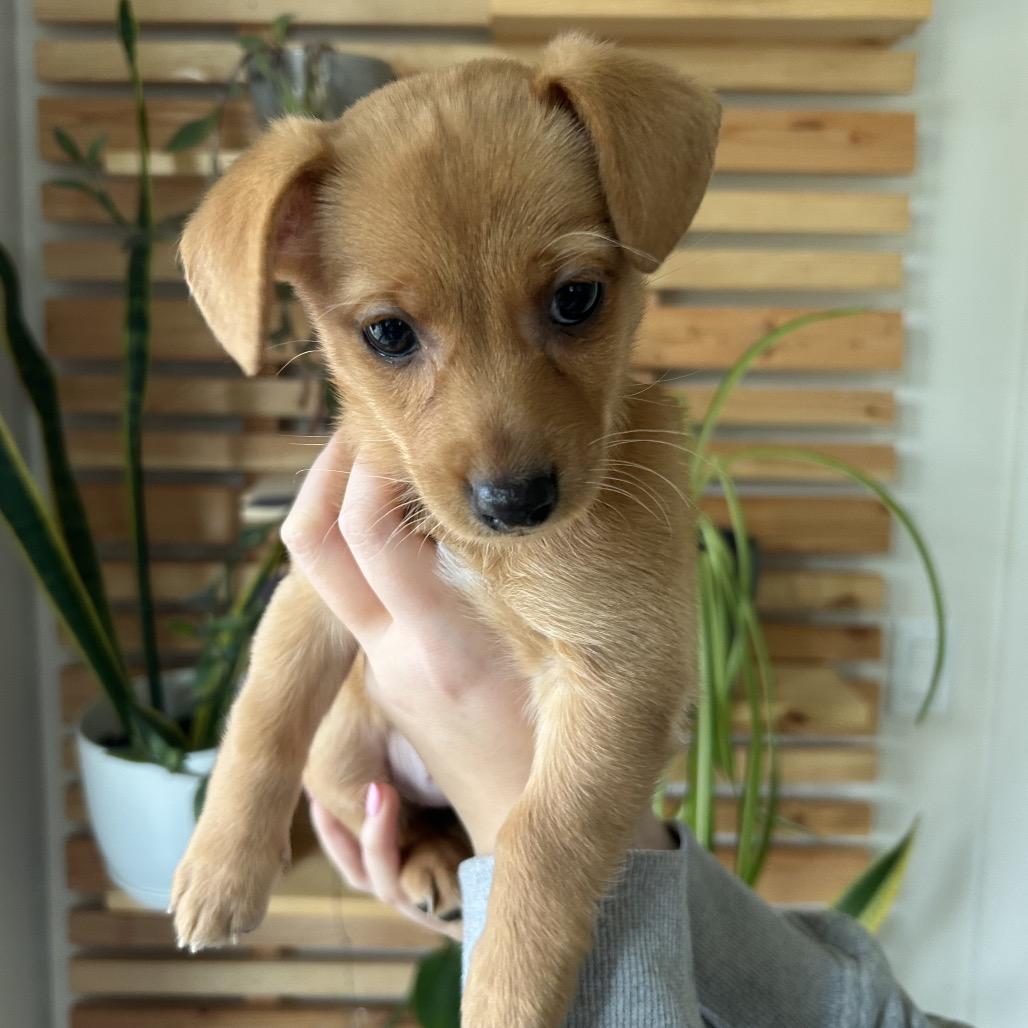 Peach, a Adoptable Chihuahua in Cashmere, WA image 4/4