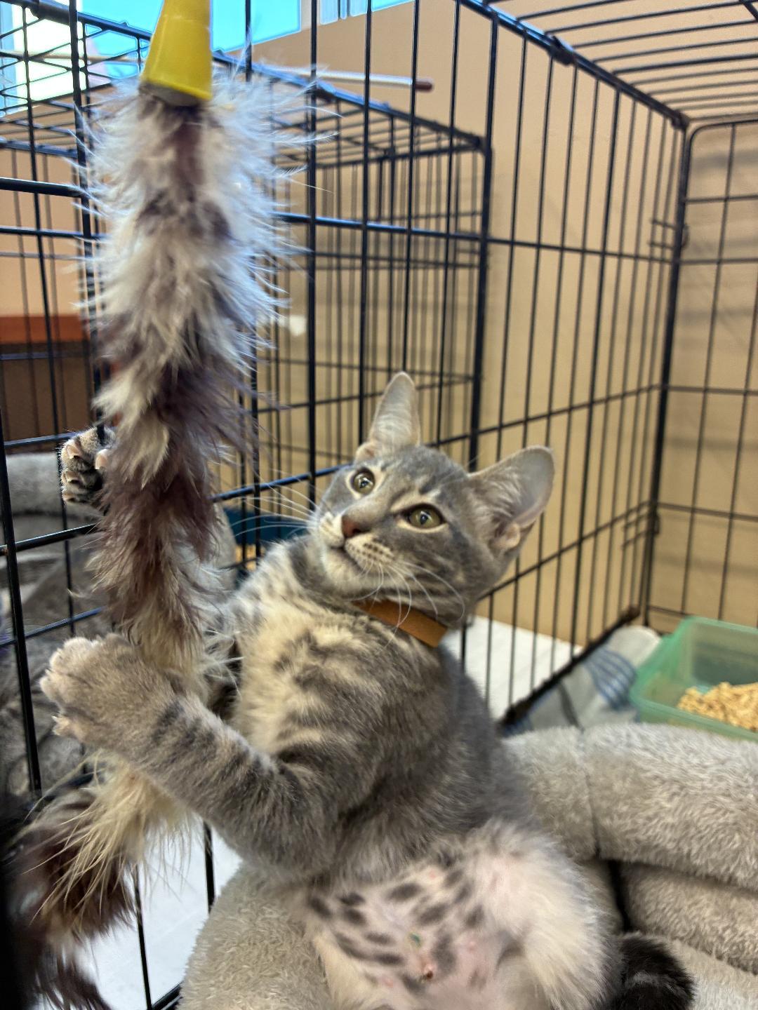 Molly, Adoptable, Kitten Female Domestic Short Hair.