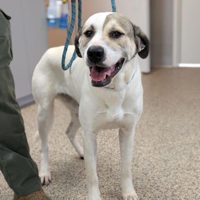 Thelma, a Adoptable Retriever in Friday Harbor, WA image 1/4
