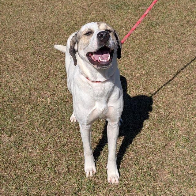Thelma, a Adoptable Retriever in Friday Harbor, WA image 2/4