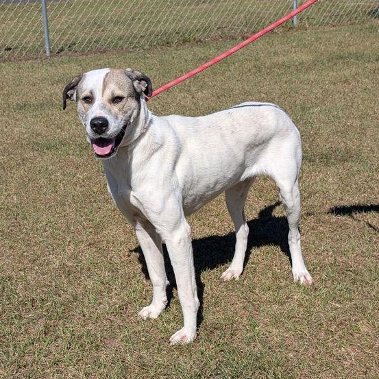 Thelma, a Adoptable Retriever in Friday Harbor, WA image 3/4