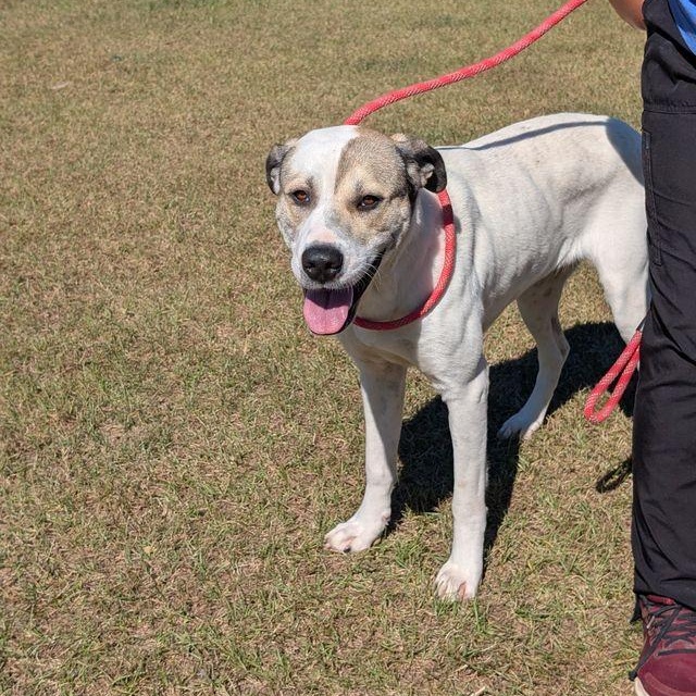 Thelma, a Adoptable Retriever in Friday Harbor, WA image 4/4