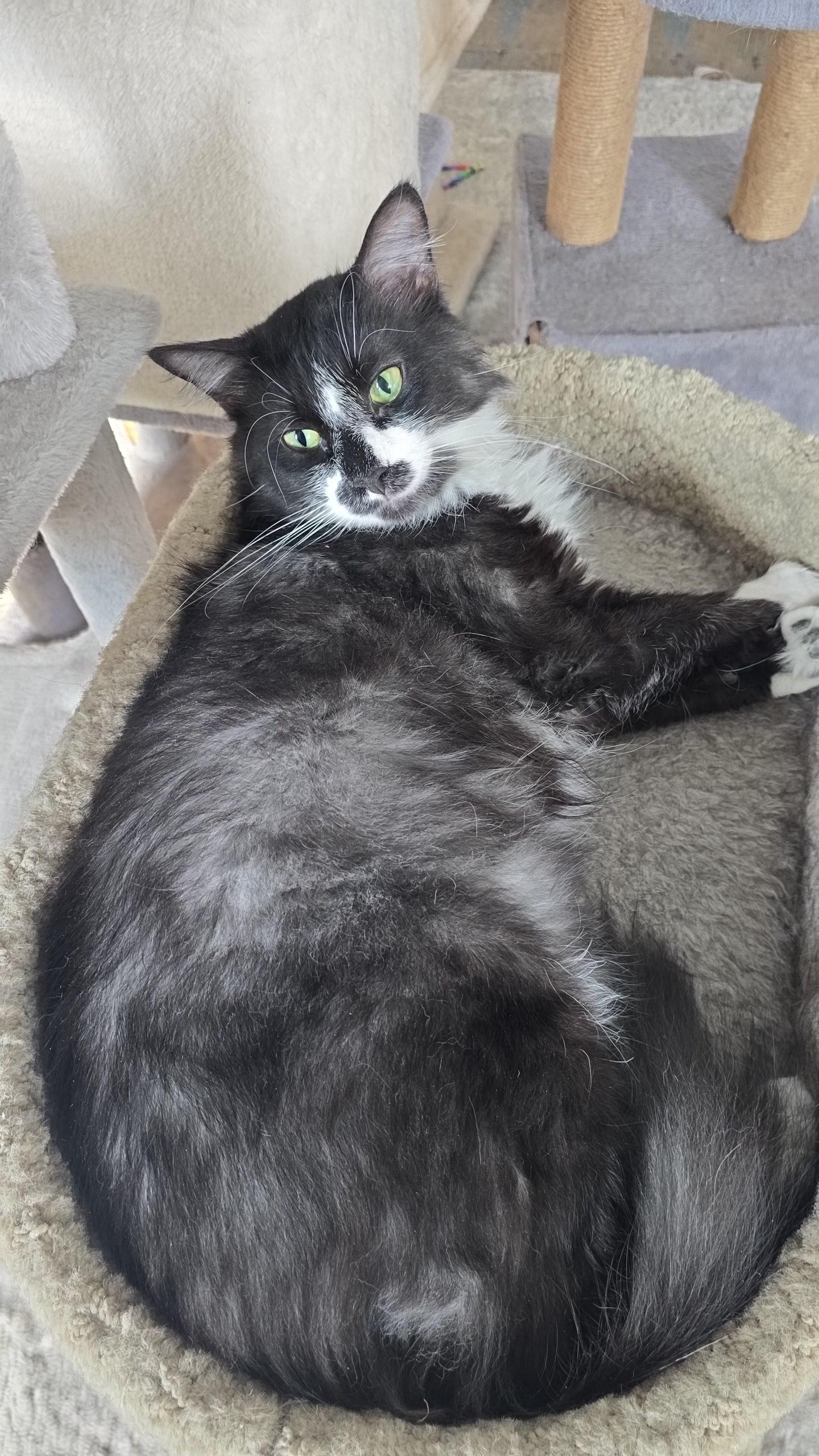 Enlarge Teddy, a ADOPTABLE Domestic Long Hair in Stevensville, ON image 2/2