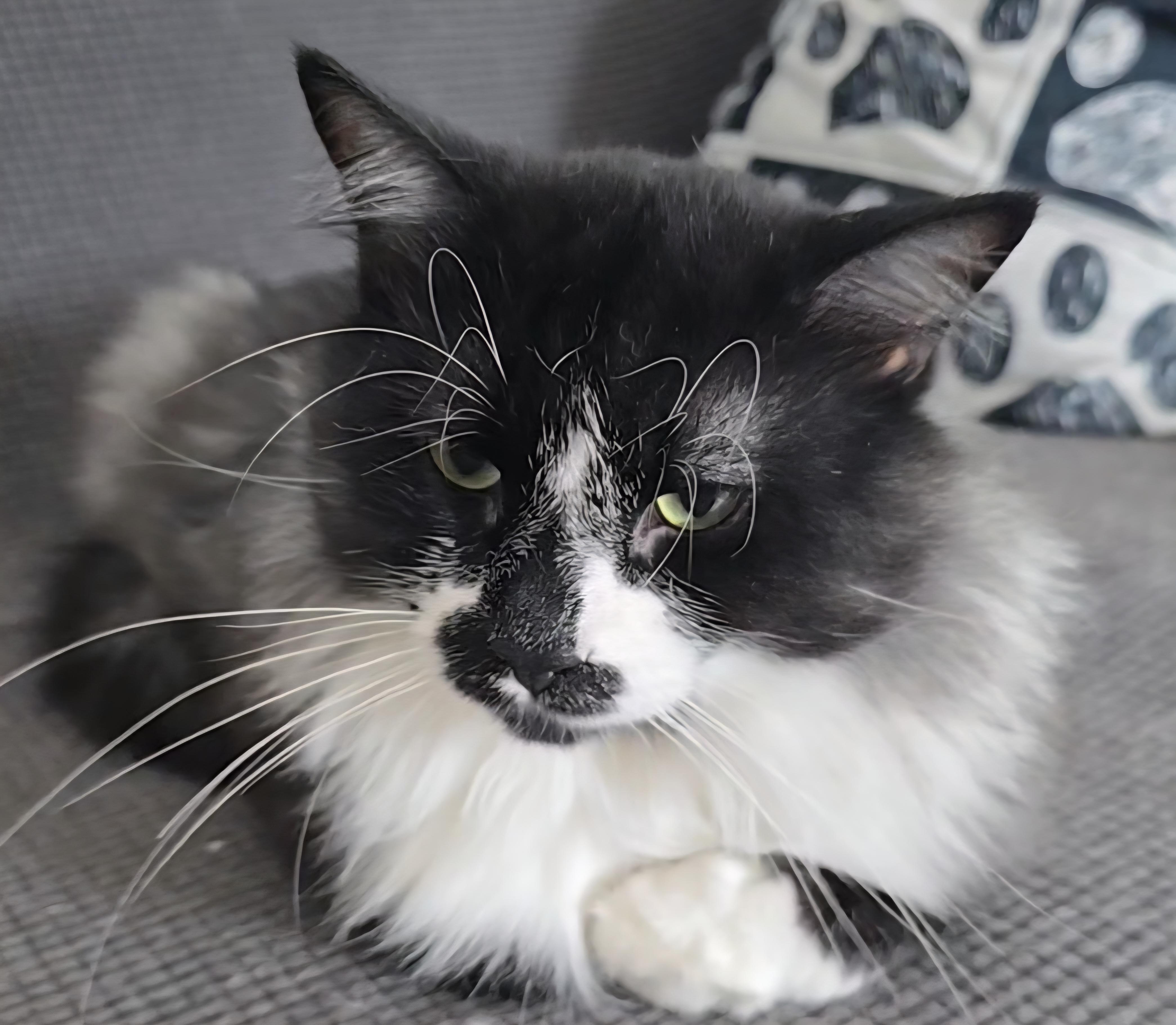 Teddy, adoptable, Adult Male Domestic Long Hair.