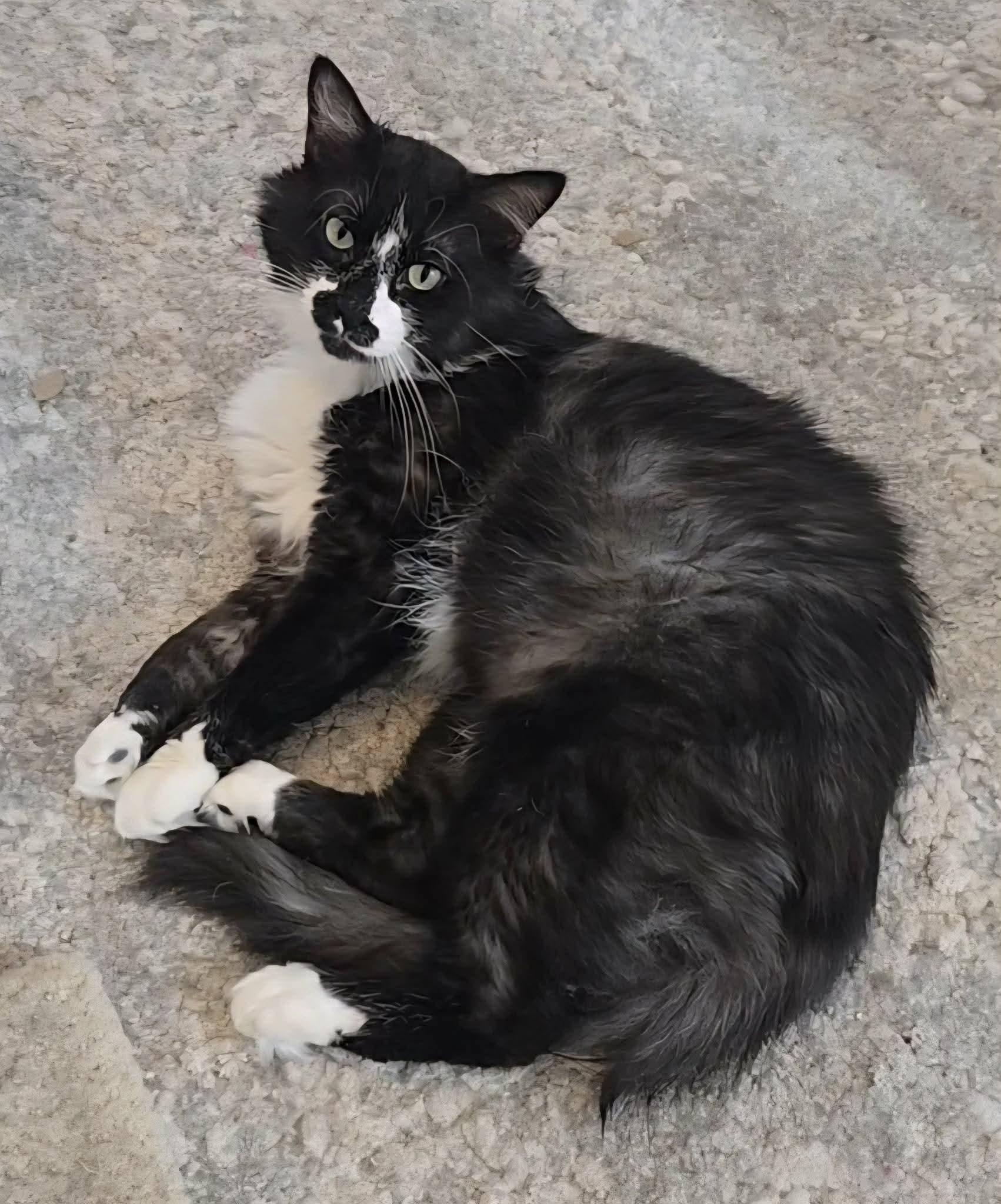 Teddy, ADOPTABLE, Adult Male Domestic Long Hair.