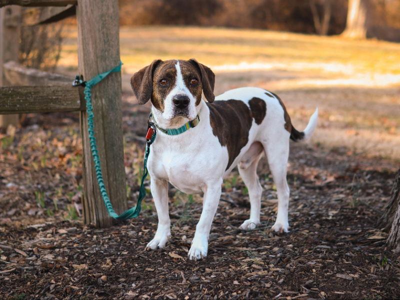 Sid, Adoptable, Adult Male Beagle & American Bulldog.