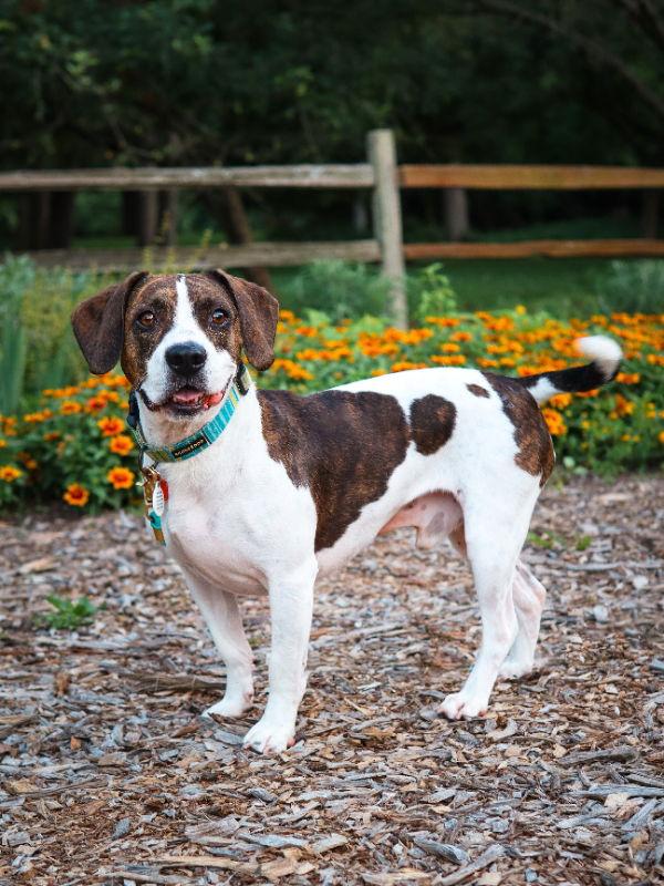 Sid, a Adoptable mixed breed in House Springs, MO image 2/3