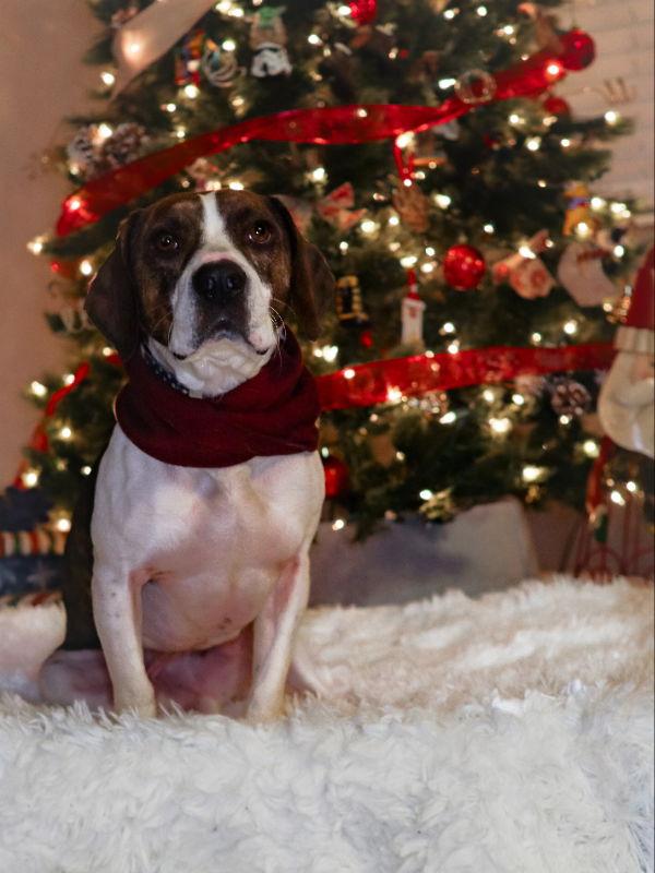 Sid, a Adoptable mixed breed in House Springs, MO image 3/3