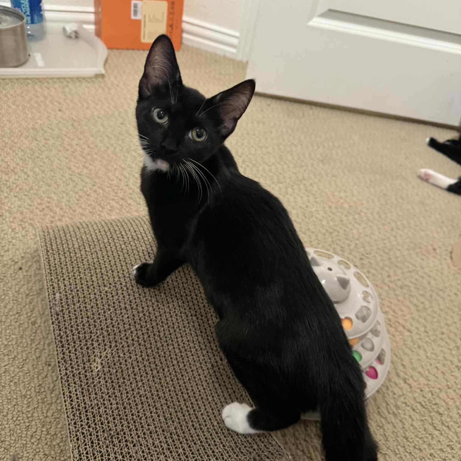 Enlarge Lyra (tuxedo), a Adoptable Domestic Short Hair in Allen, TX image 1/2